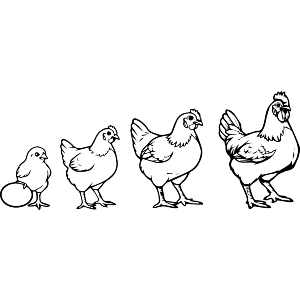 Chicken Growth Phases