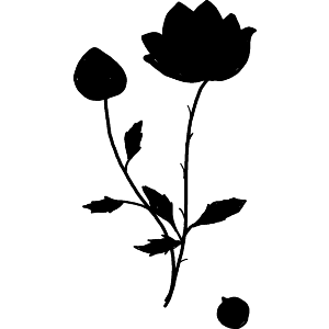 Rose With A Bud