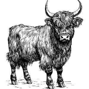  Highland Cow Standing
