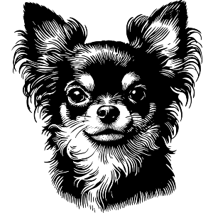 Long Haired Chihuahua