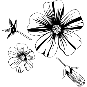 Flower Heads & Seed Pod