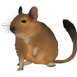 Degu Pet