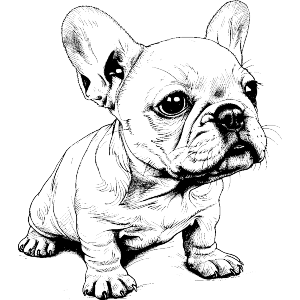 French Bulldog Puppy Sitting