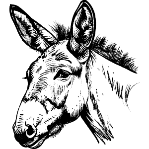 Donkey Portrait