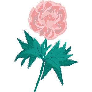 A Pink Peony 
