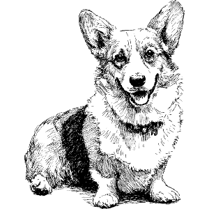 Welsh Corgi Sitting