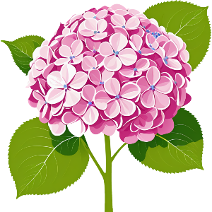 Pink Hydrangea