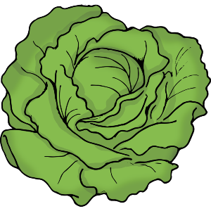 Lettuce