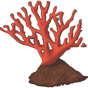 Red Coral