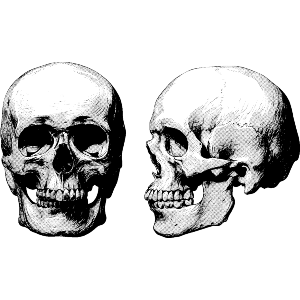 Two Human Skulls