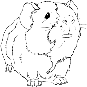 Adorable Baby Guinea Pig