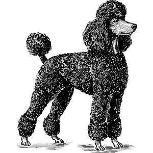 Black Poodle Side View