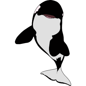 Curious Orca Whale