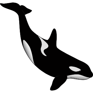 Diving Orca Marine