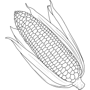 Corn On The Cob