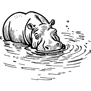 Hippopotamus in River