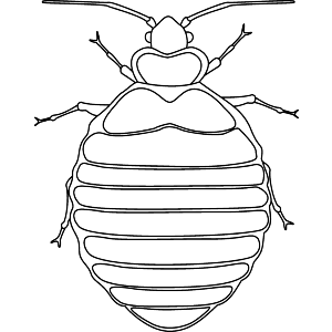 Bed Bug