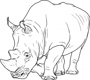 Rhino