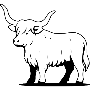 Standing Highland Cow