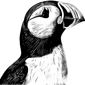 Puffin Bird Portrait