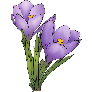 Crocus Flowers