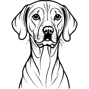 Vizsla Dog