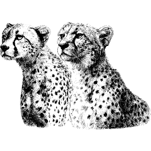 Two Cheetahs Portrait 
