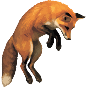 Red Fox Jumping In The Air After Prey