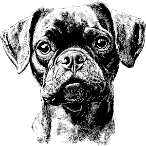 Boxer Dog Portrait