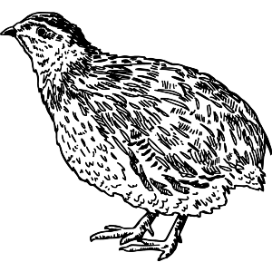 Bird Quail