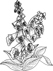 Foxglove Flower