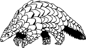 Pangolin