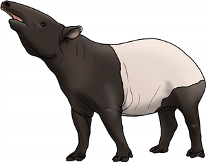 Tapir