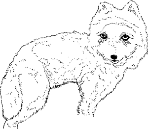 Arctic Fox