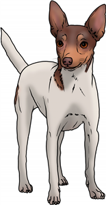 Russian Toy Terrier
