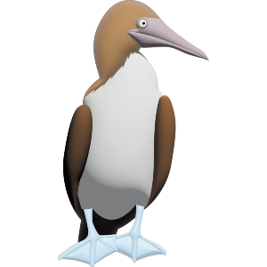 Blue Footed Booby