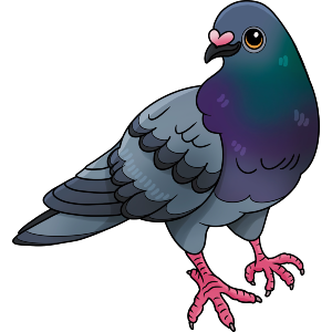 Cute Pigeon