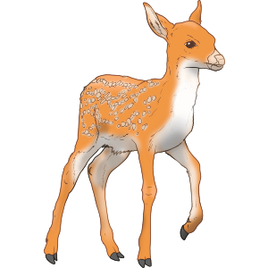 Young Deer