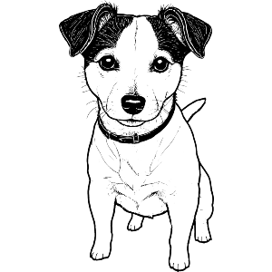 Jack Russell Terrier