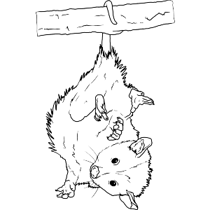 Baby Possum Hanging