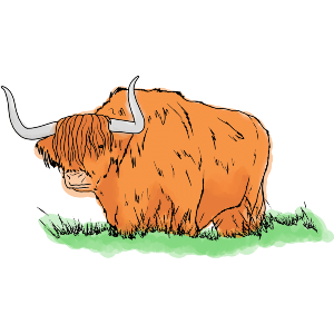 Highland Cow In Long Grass
