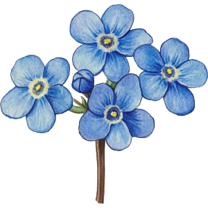 Forget Me Not Flowers