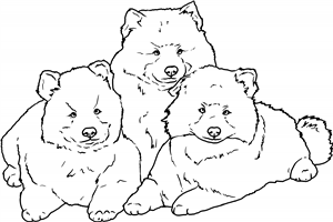 Keeshond Puppies