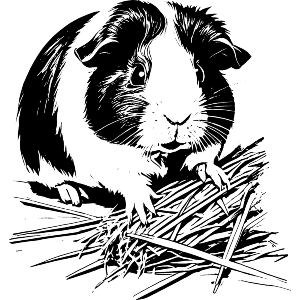 Guinea Pig Munching On Hay