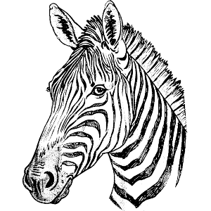 Zebra Portrait