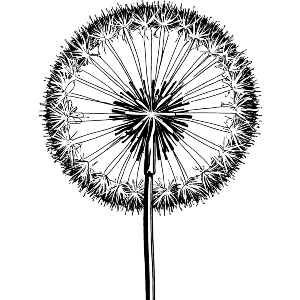 Dandelion Clock