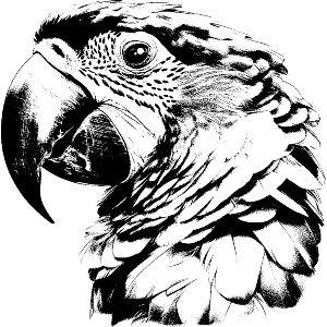 Macaw Parrot Portrait