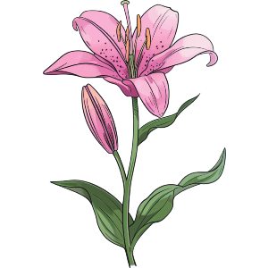 Lily Flower