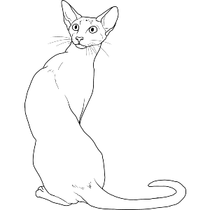Alert Siamese Cat