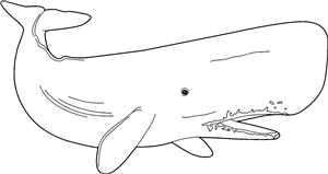 Whale